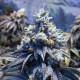 Blue feminised Ganja Seeds