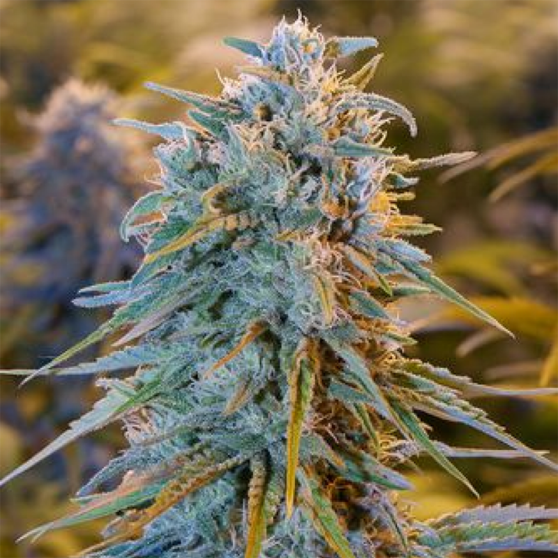Blue feminised Ganja Seeds