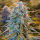 Blue feminised Ganja Seeds