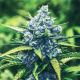 Blue feminised Ganja Seeds