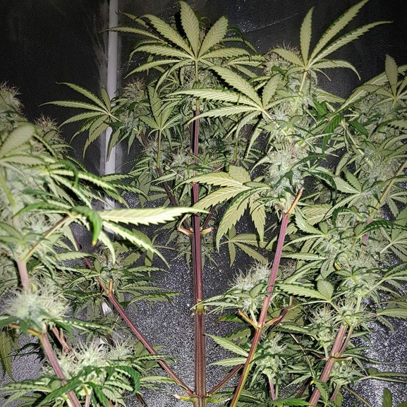 Auto Blue Amnesia feminised Ganja Seeds