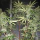 Auto Blue Amnesia feminised Ganja Seeds