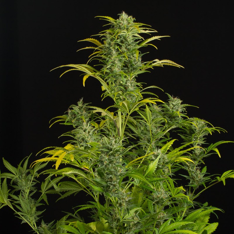 Auto Blue Amnesia feminised Ganja Seeds