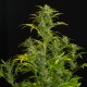 Auto Blue Amnesia feminised Ganja Seeds