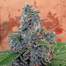 Auto Blue Amnesia feminised Ganja Seeds