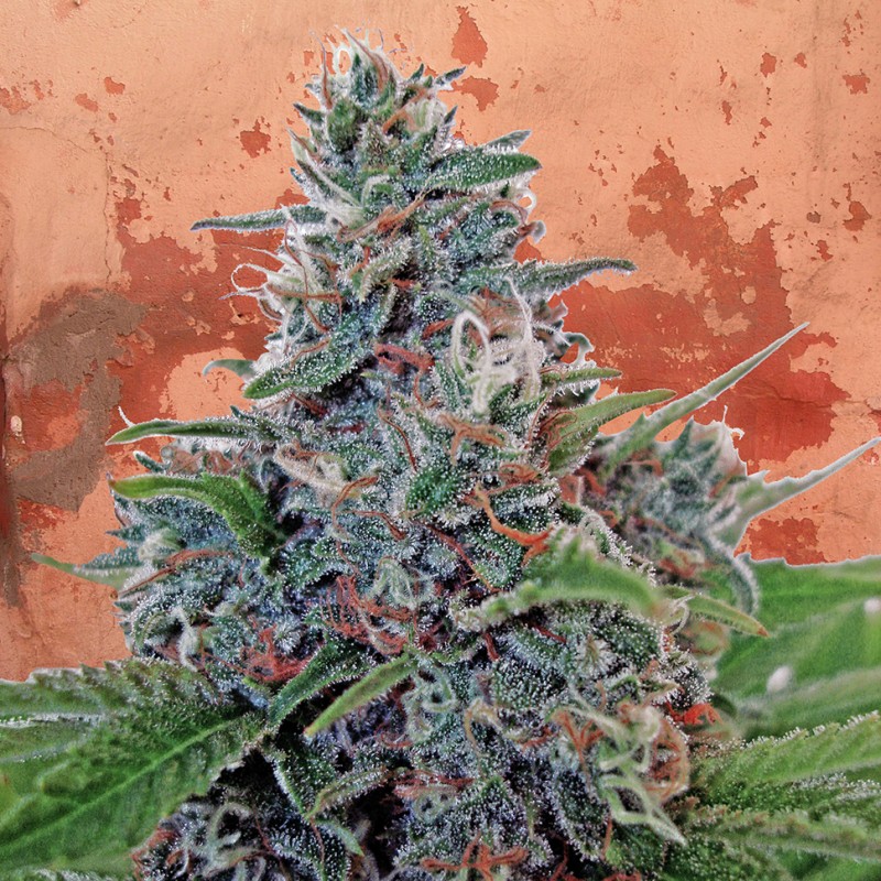 Auto Blue Amnesia feminised Ganja Seeds