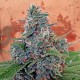 Auto Blue Amnesia feminised Ganja Seeds