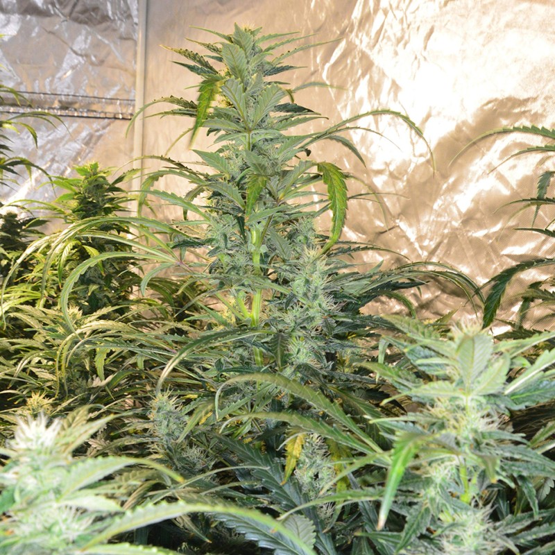 Auto Blue Amnesia feminised Ganja Seeds