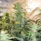 Auto Blue Amnesia feminised Ganja Seeds