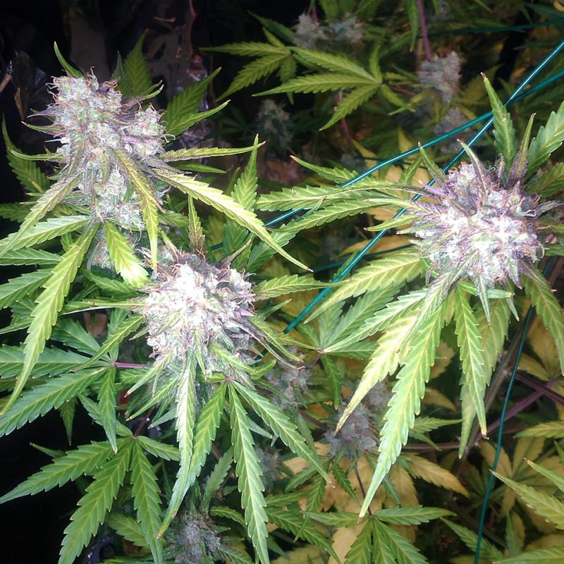 Auto Blue Amnesia feminised Ganja Seeds