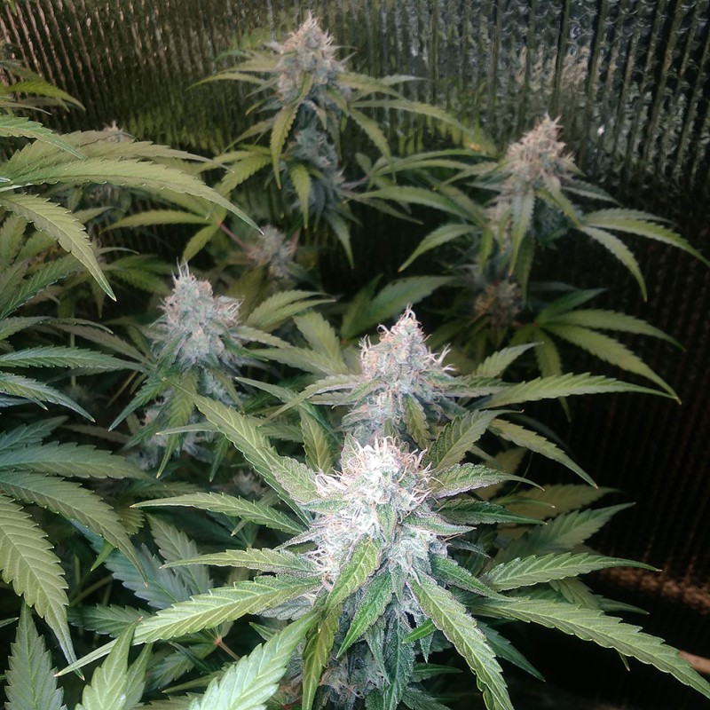 Auto Blue Amnesia feminised Ganja Seeds