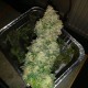 Auto Blue Amnesia feminised Ganja Seeds