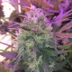Auto Blue Amnesia feminised Ganja Seeds