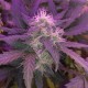 Auto Blue Amnesia feminised Ganja Seeds