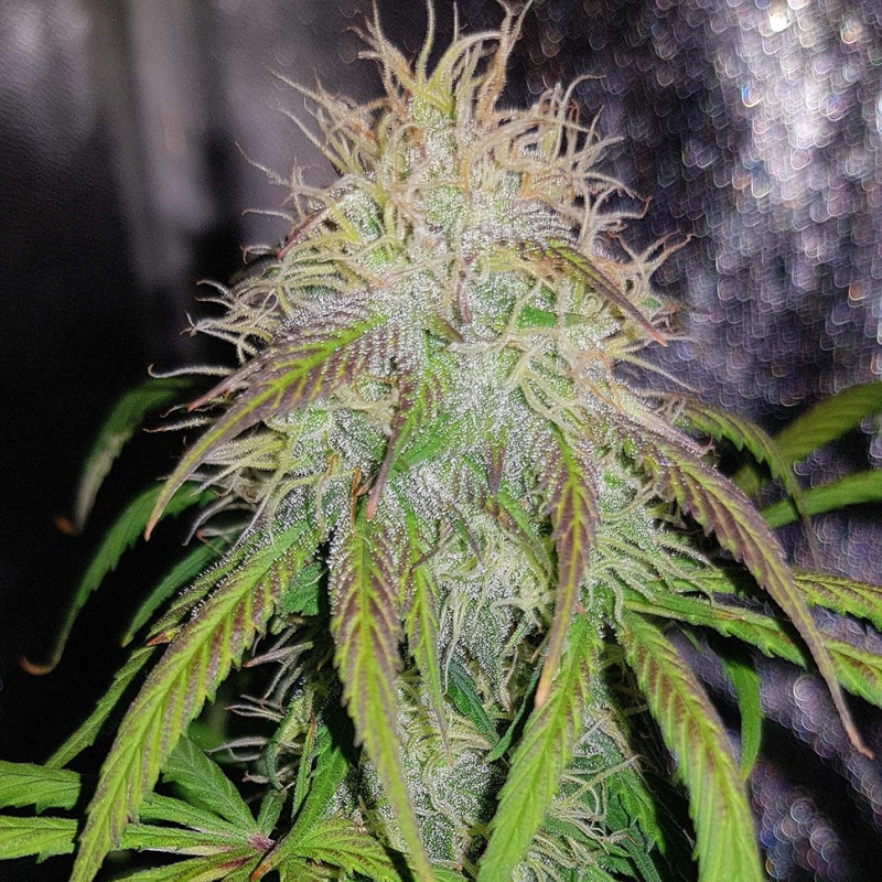 Auto Blue Amnesia feminised Ganja Seeds