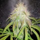 Auto Blue Amnesia feminised Ganja Seeds