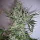 AK feminised GanjaLiveSeeds