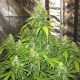AK feminised GanjaLiveSeeds