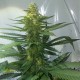 AK feminised GanjaLiveSeeds