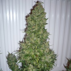 AK feminised GanjaLiveSeeds