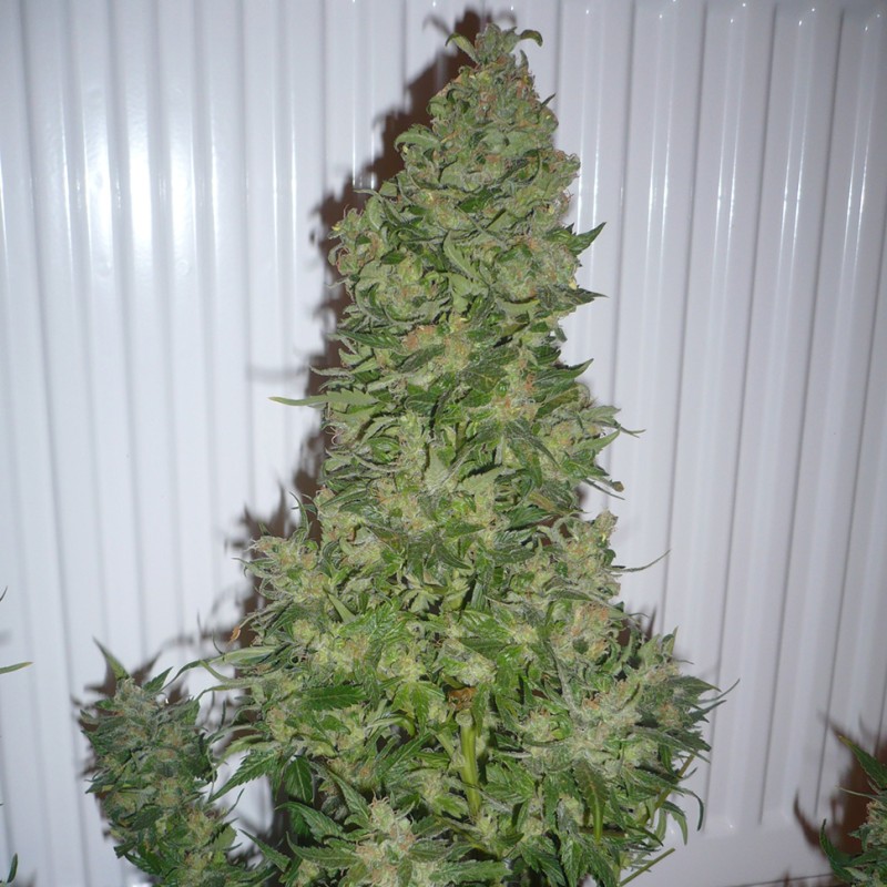 AK feminised GanjaLiveSeeds