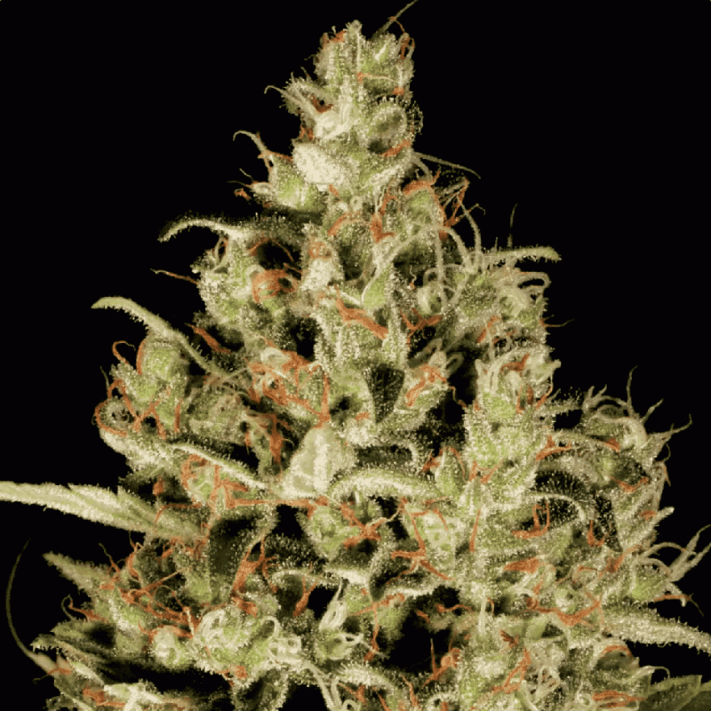 Atomical Haze feminised Ganja Seeds - 2 насінини