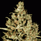 Atomical Haze feminised Ganja Seeds - 2 насінини