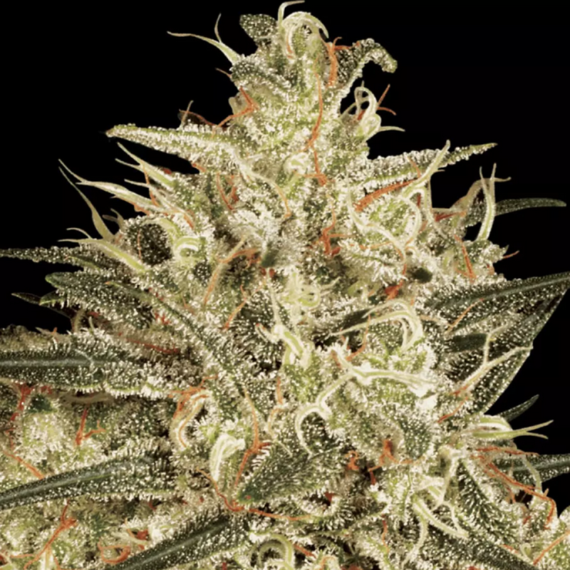Atomical Haze feminised Ganja Seeds - 2 насінини