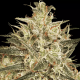Atomical Haze feminised Ganja Seeds - 2 насінини