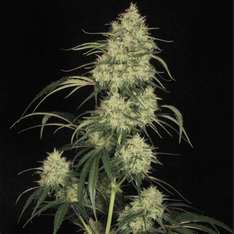 Atomical Haze feminised Ganja Seeds - 2 насінини