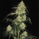 Atomical Haze feminised Ganja Seeds - 2 насінини