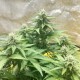 Auto Diesel feminised GanjaLiveSeeds