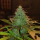 Auto Diesel feminised GanjaLiveSeeds