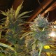 Auto Diesel feminised GanjaLiveSeeds