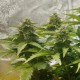 Auto Diesel feminised GanjaLiveSeeds