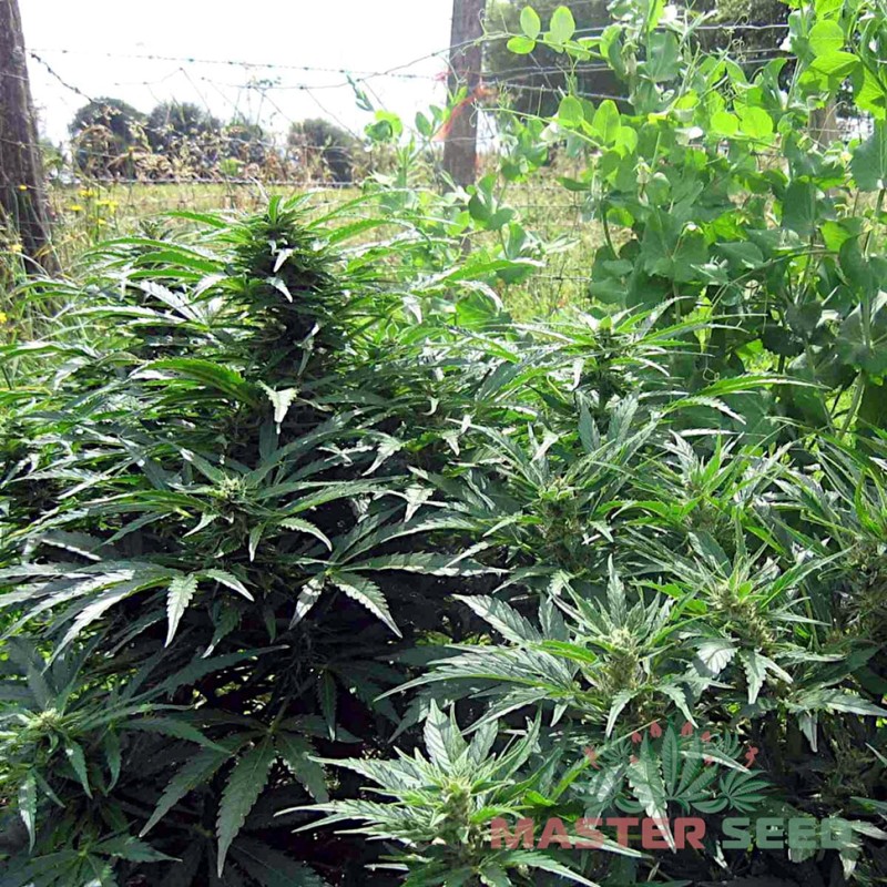 Auto Super Skunk feminised Master Seed - 3 насінини