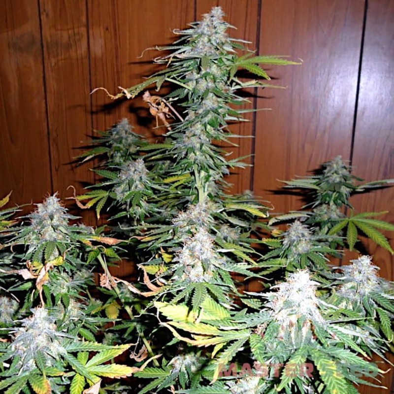 Auto Super Skunk feminised Master Seed - 3 насінини