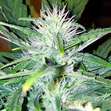 Auto Super Skunk feminised Master Seed