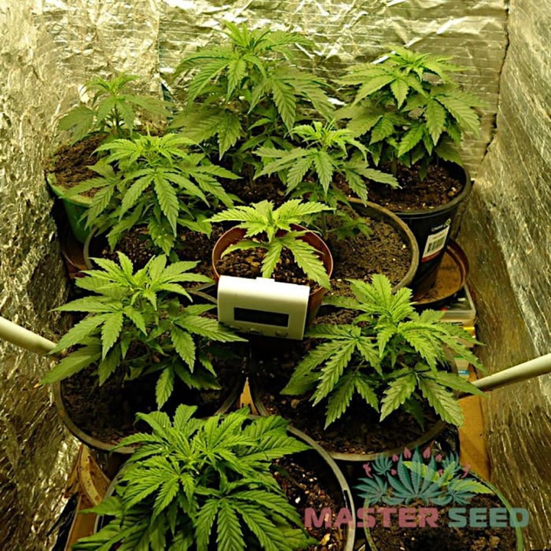 Auto Super Skunk feminised Master Seed - 3 насінини