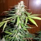 Auto Super Skunk feminised Master Seed - 3 насінини
