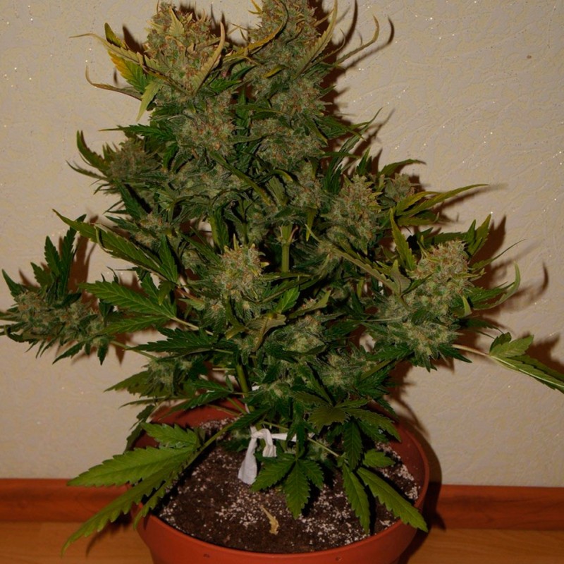 Auto Pineapple Express feminised GanjaLiveSeeds