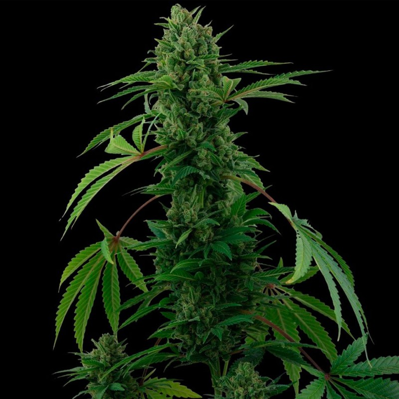 Auto Pineapple Express feminised GanjaLiveSeeds