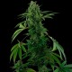 Auto Pineapple Express feminised GanjaLiveSeeds
