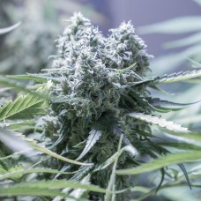 Critical feminised Ganja Seeds