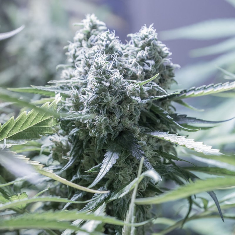 Critical feminised Ganja Seeds