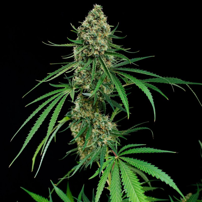 Critical feminised Ganja Seeds