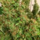 Auto Blue Diesel feminised GanjaLiveSeeds