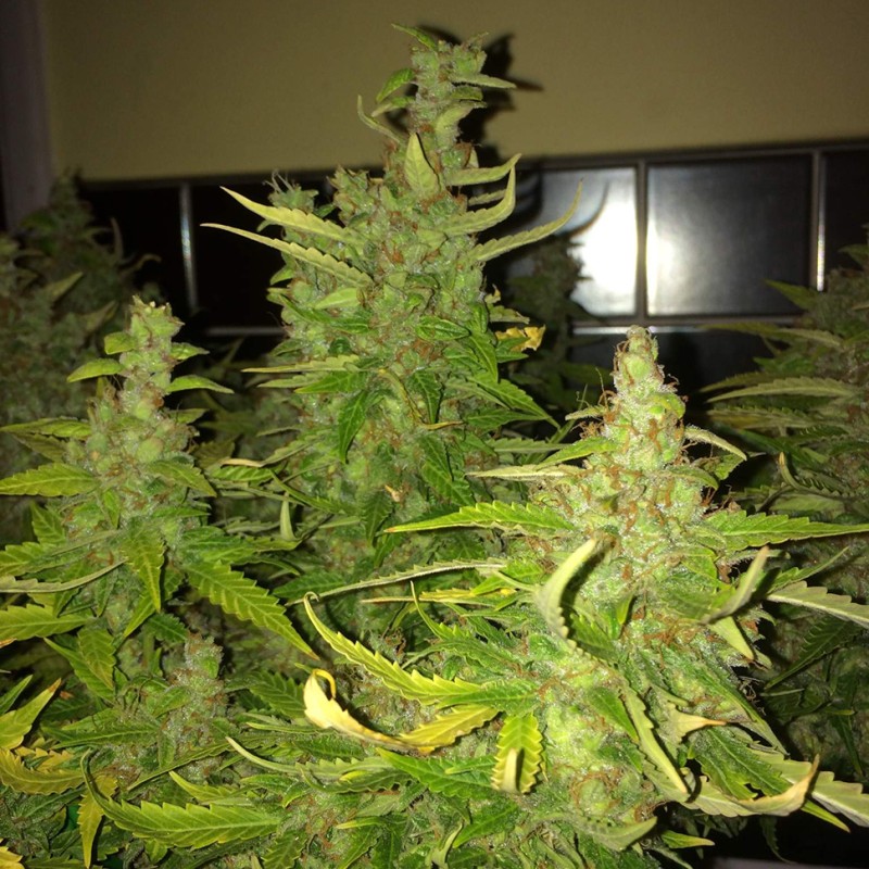 Auto Blue Diesel feminised GanjaLiveSeeds