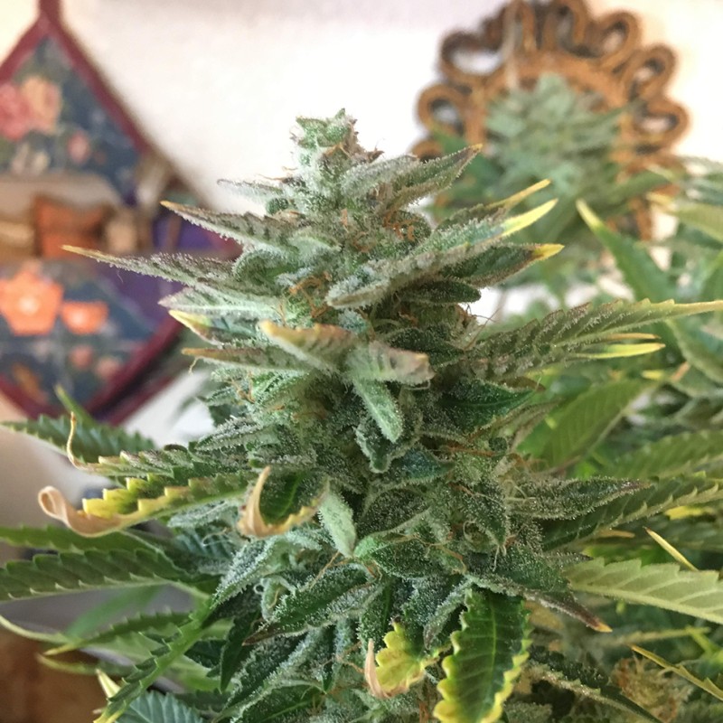 Auto Blue Diesel feminised GanjaLiveSeeds