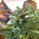 Auto Blue Diesel feminised GanjaLiveSeeds